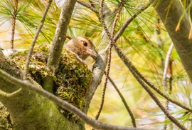Kenderike üli a fészkét. 