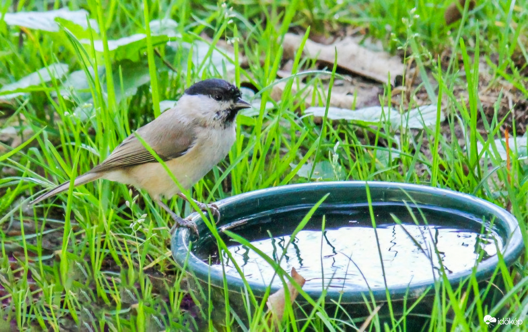 Barátcinke. Ide járok inni a nagy melegben. 