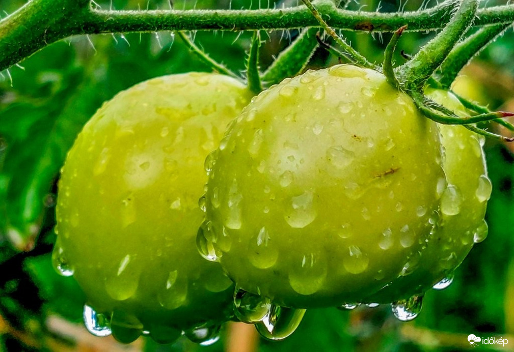 Paradicsom ázik, nem szégyelli magát. Nem akar elpirulni. 