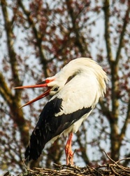 Reggeli ébredés után 
