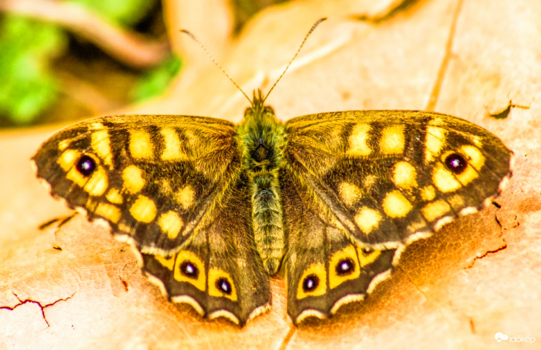 Erdei szemeslepke 