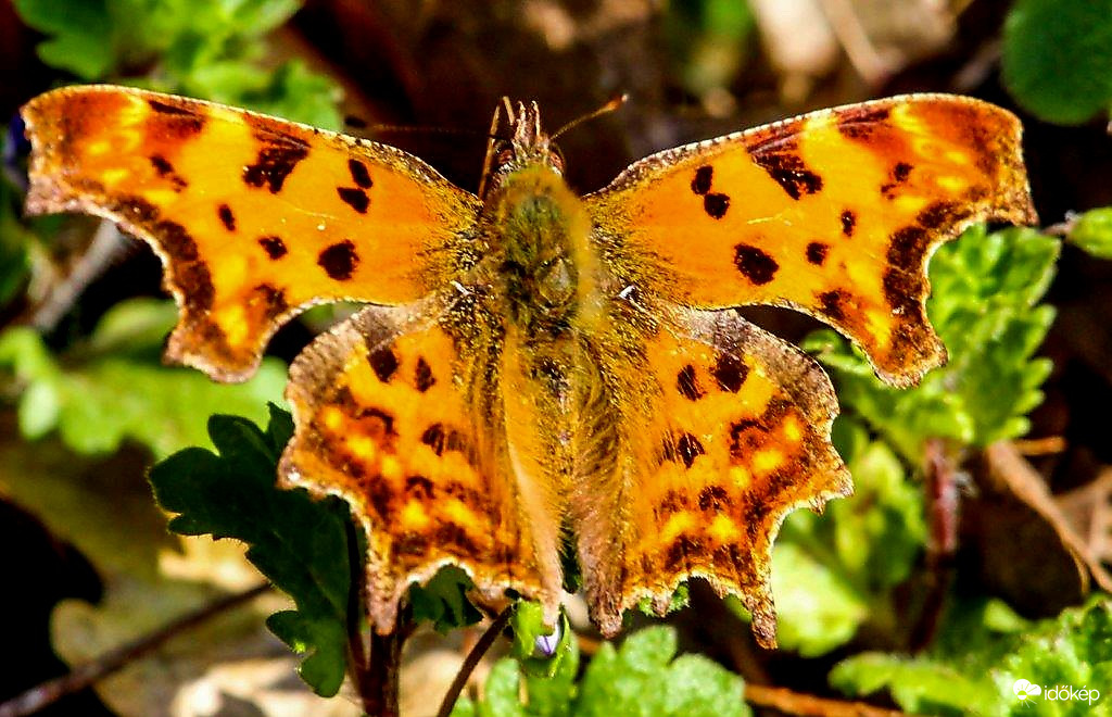 C-betüs lepke 