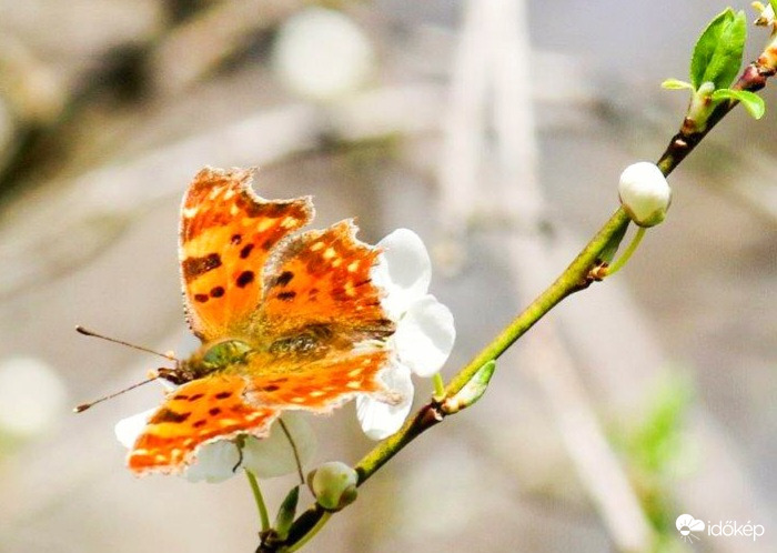 C-betüs lepke. 