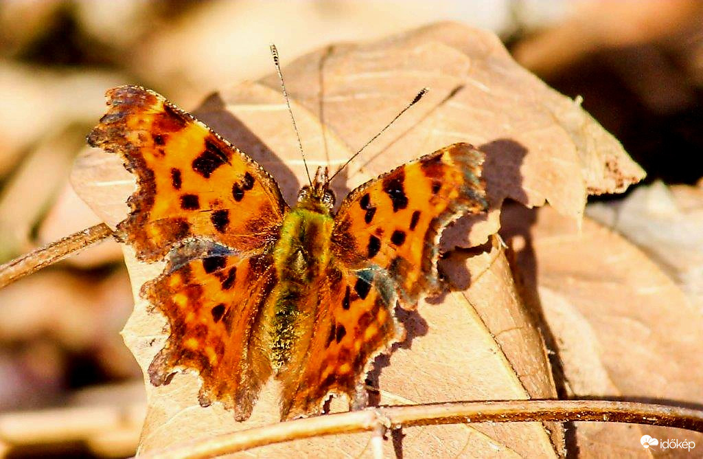 C-betüs lepke. Mai fotó. 