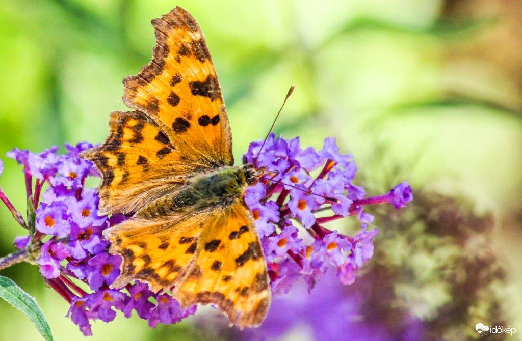 C-betüs lepke 