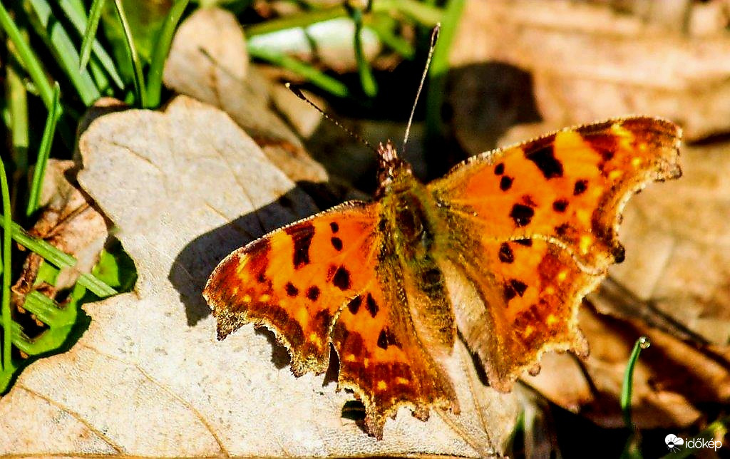 C-betüs lepke. Mai fotó. 