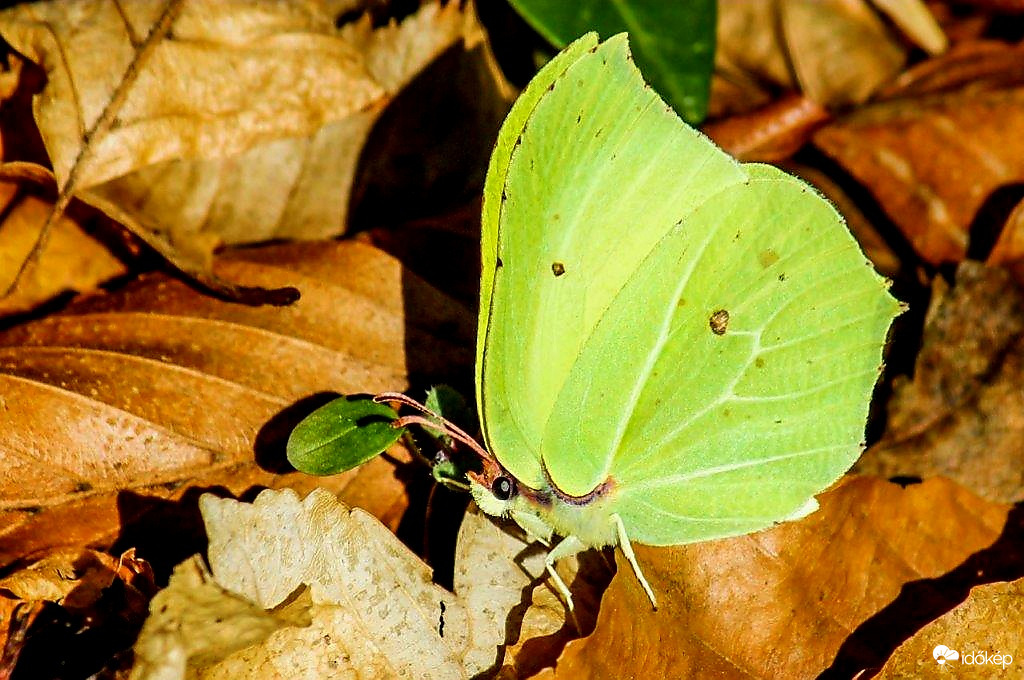 Citrom lepke 