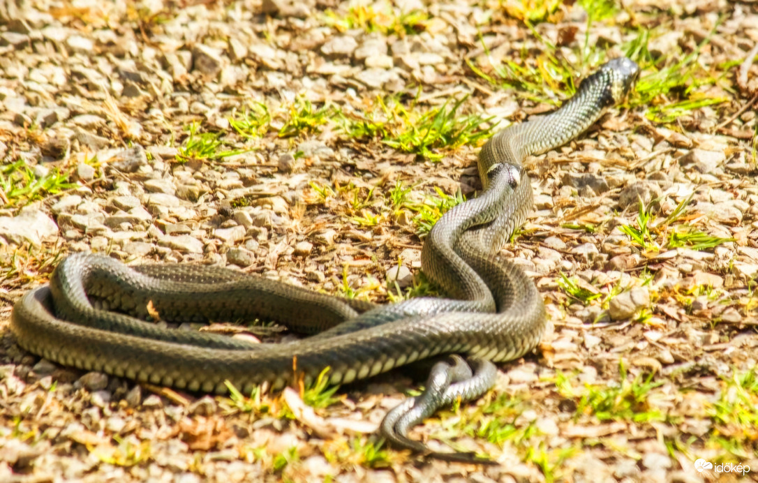 Sikló nász az avaron. 