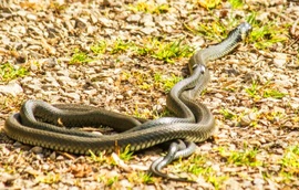 Sikló nász az avaron. 