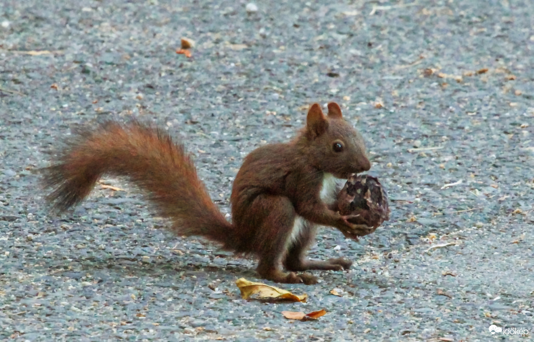 Mókuska 