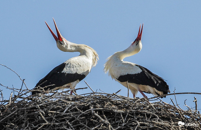 Hurrá! Megtaláltuk egymást!
