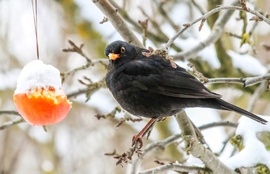 Havas lett az almám!