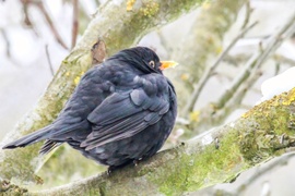 Behúzom a nyakam, didergek. 