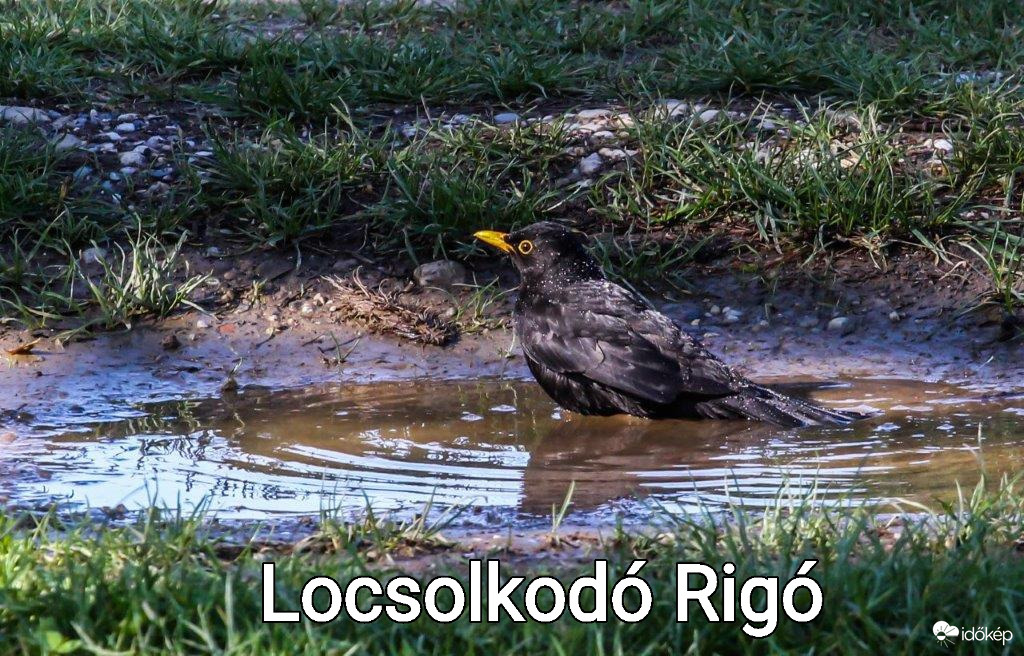 A fiúk elfelejtettek meglocsolni!