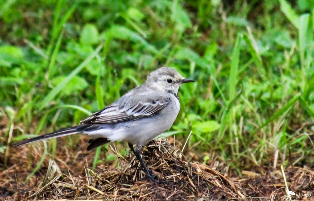 Ifj. Barázdabillegető. 