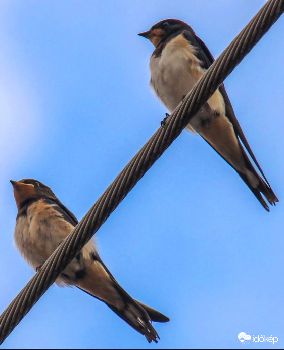 Füsti fecskék  Mi még itt vagyunk!