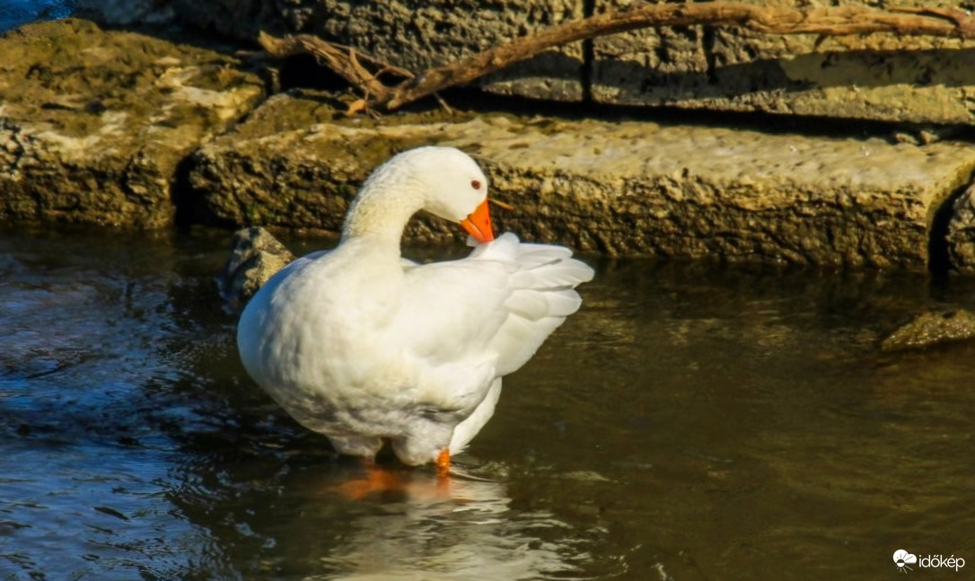 Márton napi  Házi lúd .