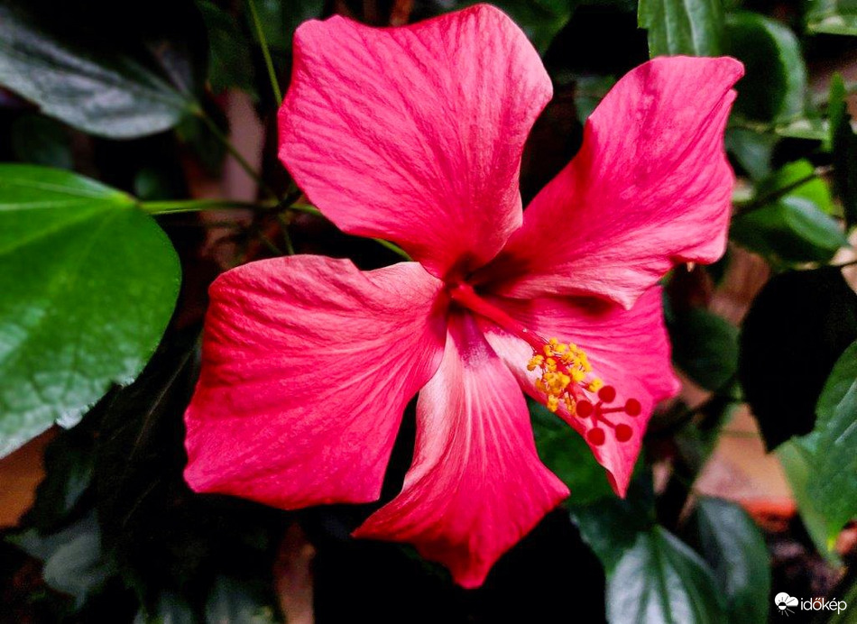 A Hibiszkusz első virága 