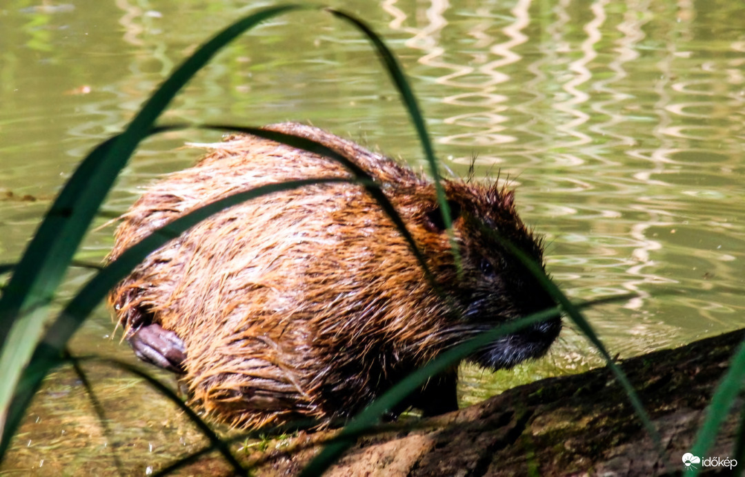 Hód. Csak a hátamat süttetem. 