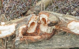 Faszobrász. A Hód alkotása. 