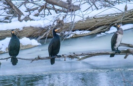 Horgász verseny. A Kormolán kupa első három helyezettje. 