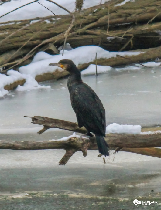 Nagy kárókatona. Halakra várva. 