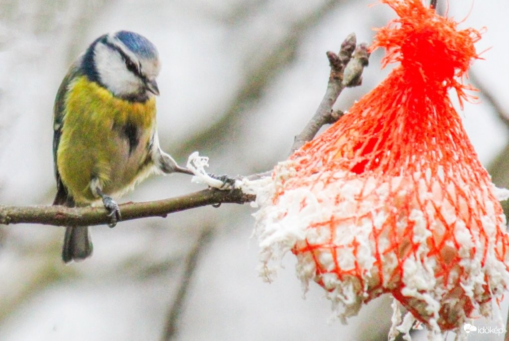 Húzzad jobban! Kékcini. 