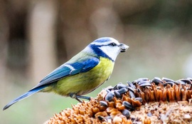 Itt mindig van fincsiség