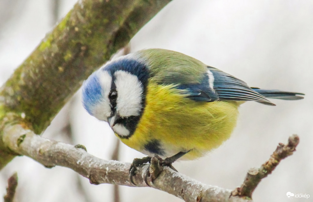 Kékcini.  Hideg van?