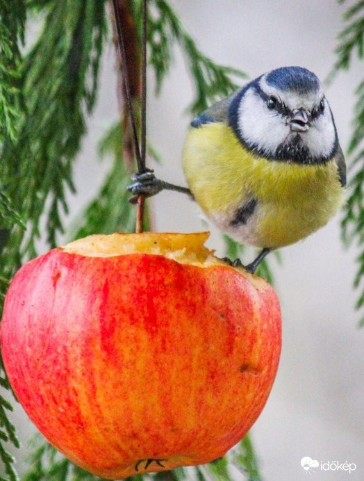 Kékcini a piros almán 