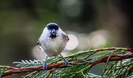 Vigyázz, röpködnek a mínuszok! Kormosfejű cinege. 