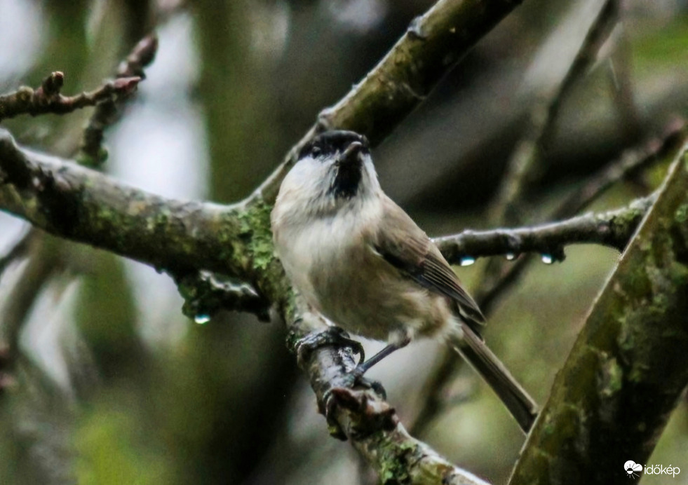 Kormosfejű cinege az esőben. 