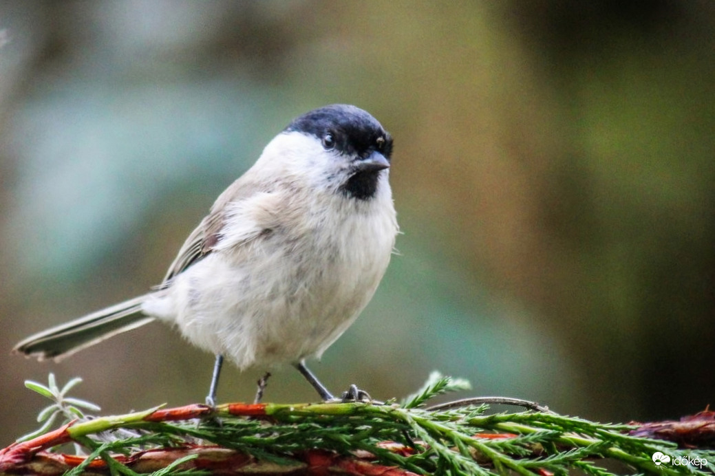 Én csak ámulok és bámulok. 