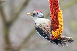 Szemezgetek  Közép fakopáncs 