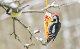 Hébe-hóba ide járunk. 
