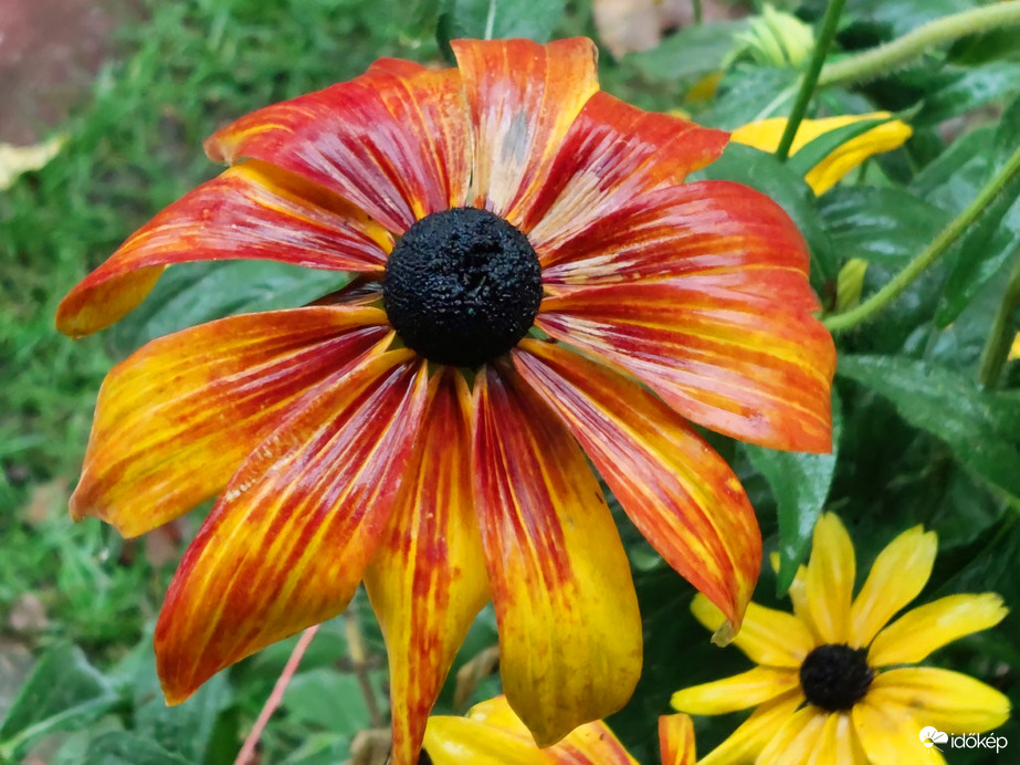 Kúpvirág az esőben 