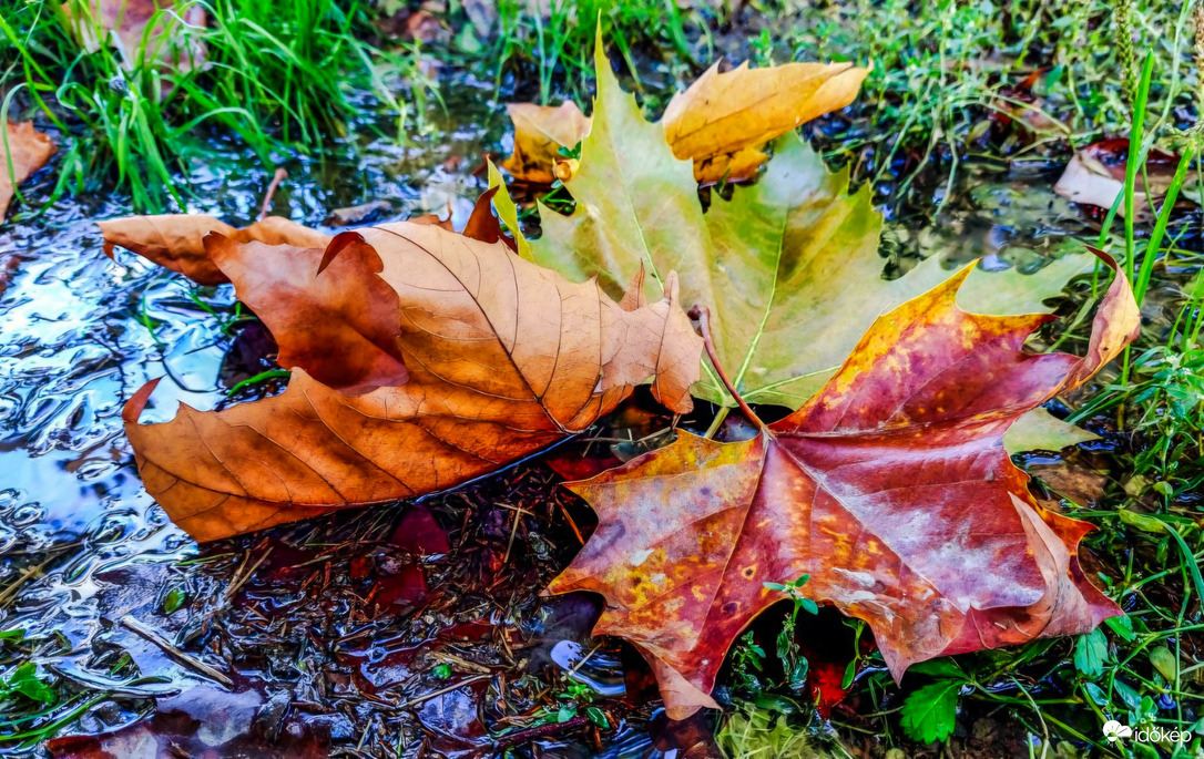 Őszi levelek 