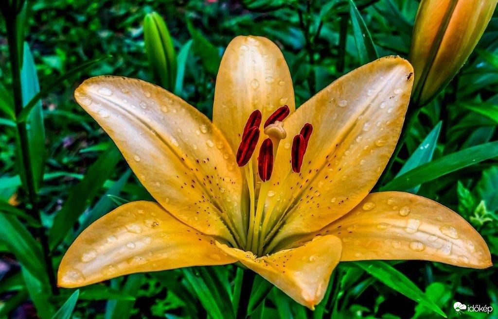 Liliom 