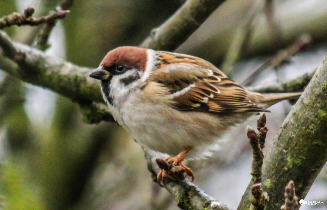 Száraz ágon ül egy Veréb, Időképbe ez is elég. 