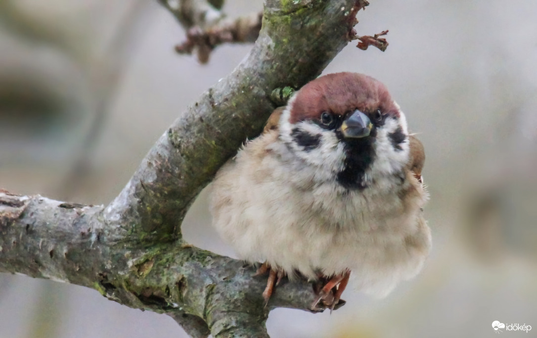 Melegítem a hátam. 