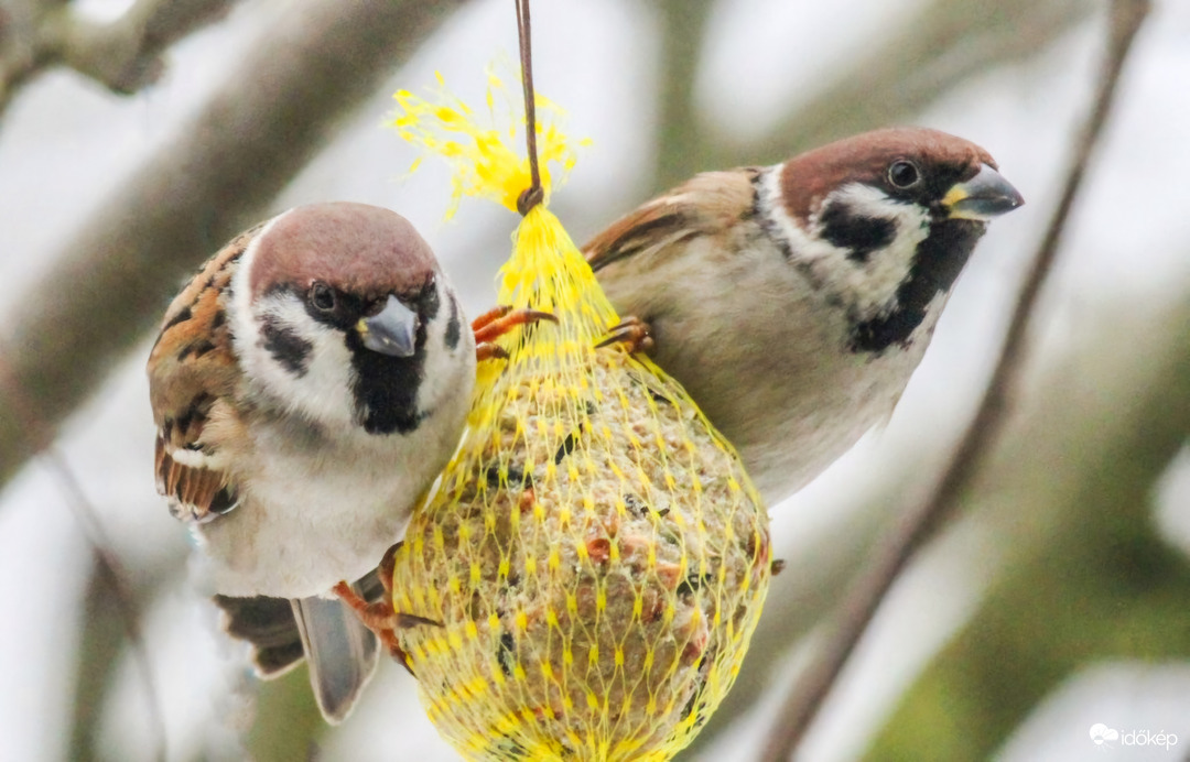 Mezei verebek  A golyó foglalt. 