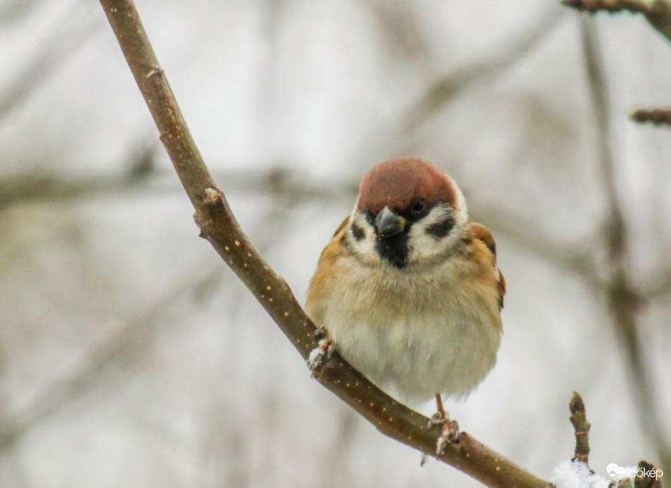 Mezei veréb is fázik 