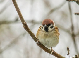 Mezei veréb is fázik 
