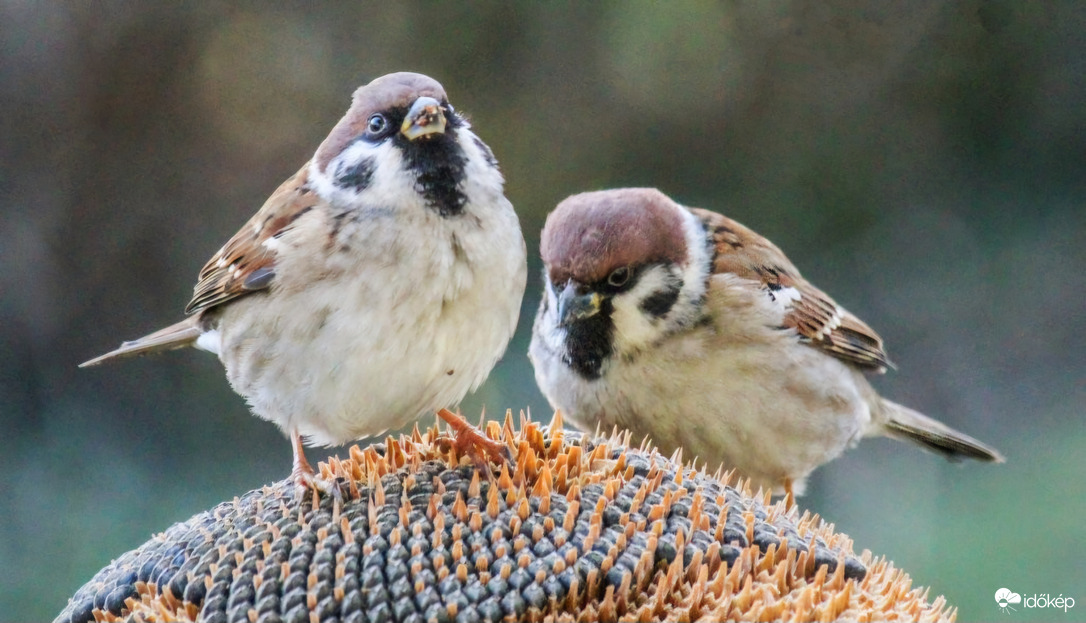 "Miénk itt a tér..."