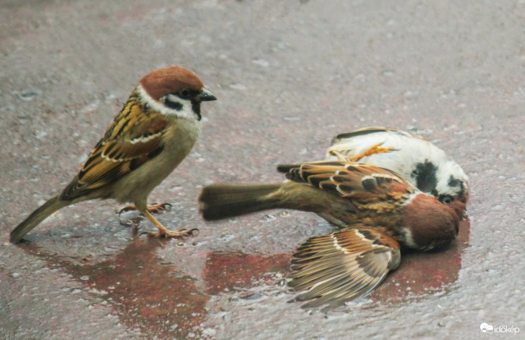 A bíró figyeli a mérkőzést. 