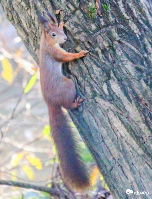 Nem láttalak mostanában!