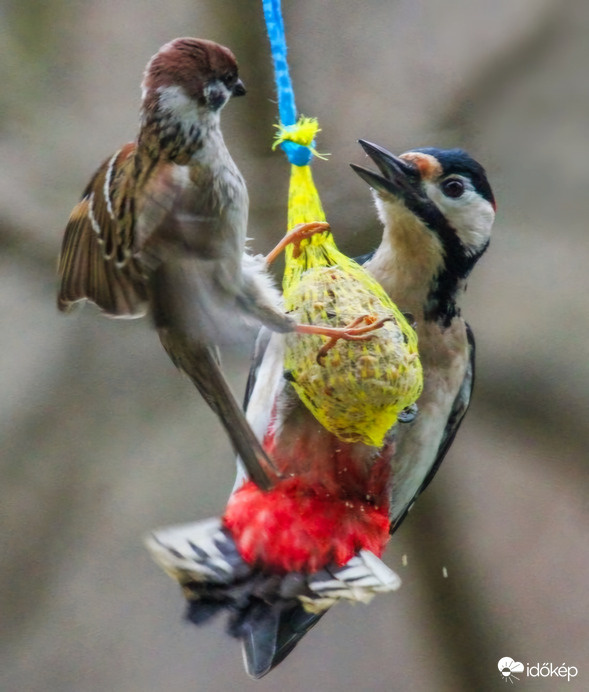 Én voltam itt előbb!