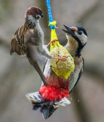 Én voltam itt előbb!