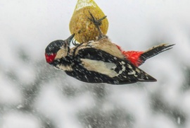 Nagy fakopáncs a hóesésben. 