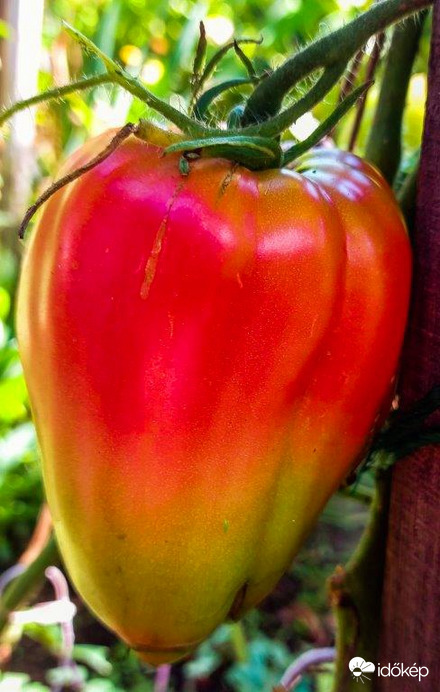 Elpirultam. Szégyenlem magam. 